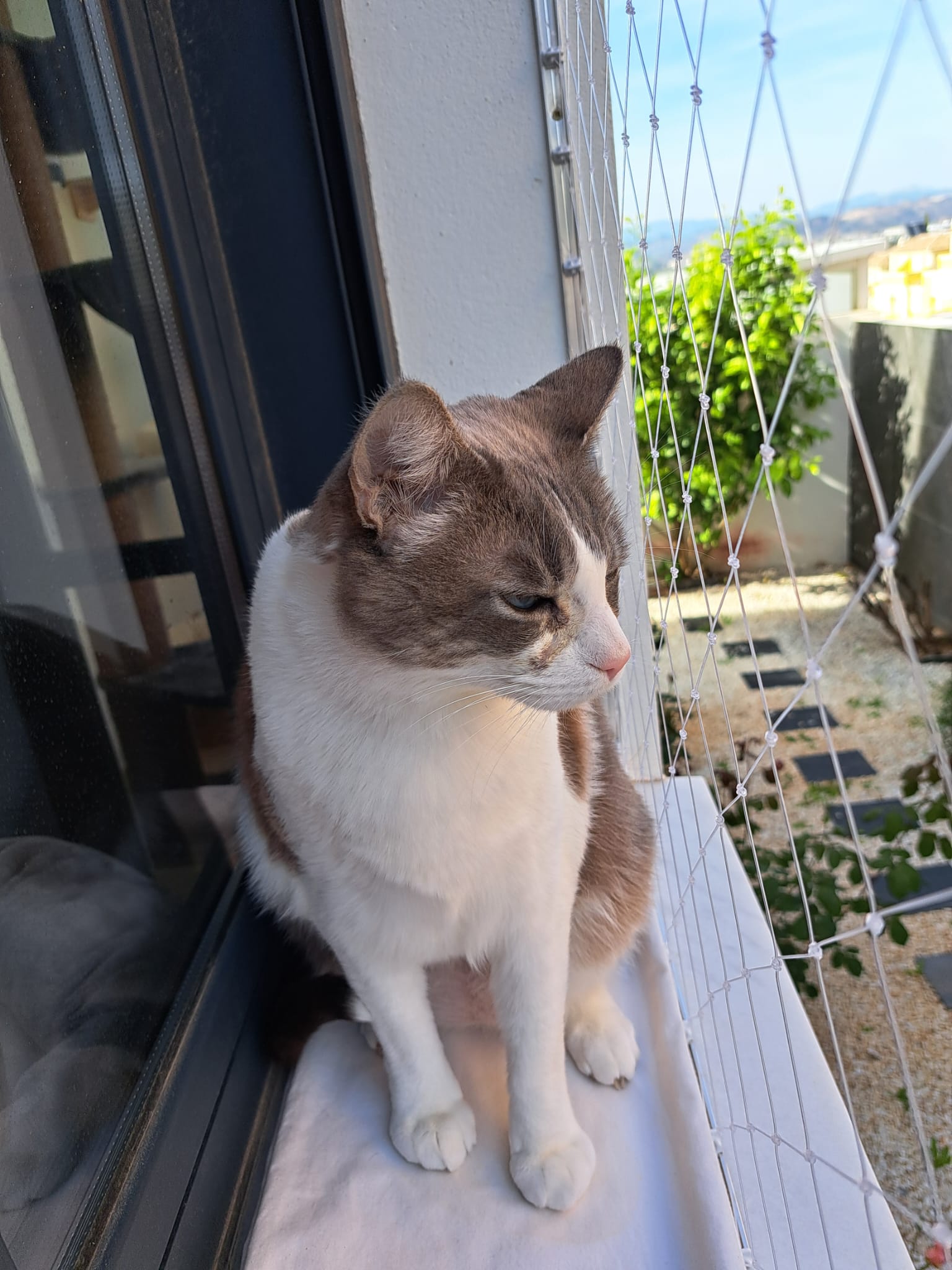 Gato en el balcón soleado