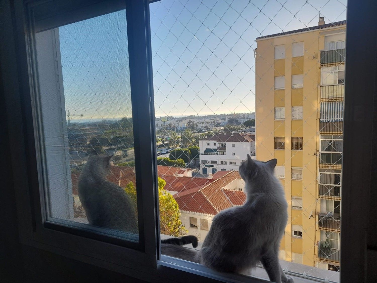 Gatos mirando por la ventana
